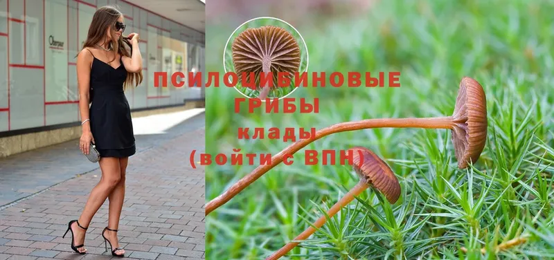 Галлюциногенные грибы Psilocybine cubensis  Купино 